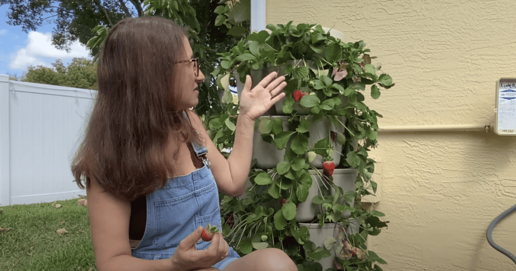 strawberries in a Greenstalk